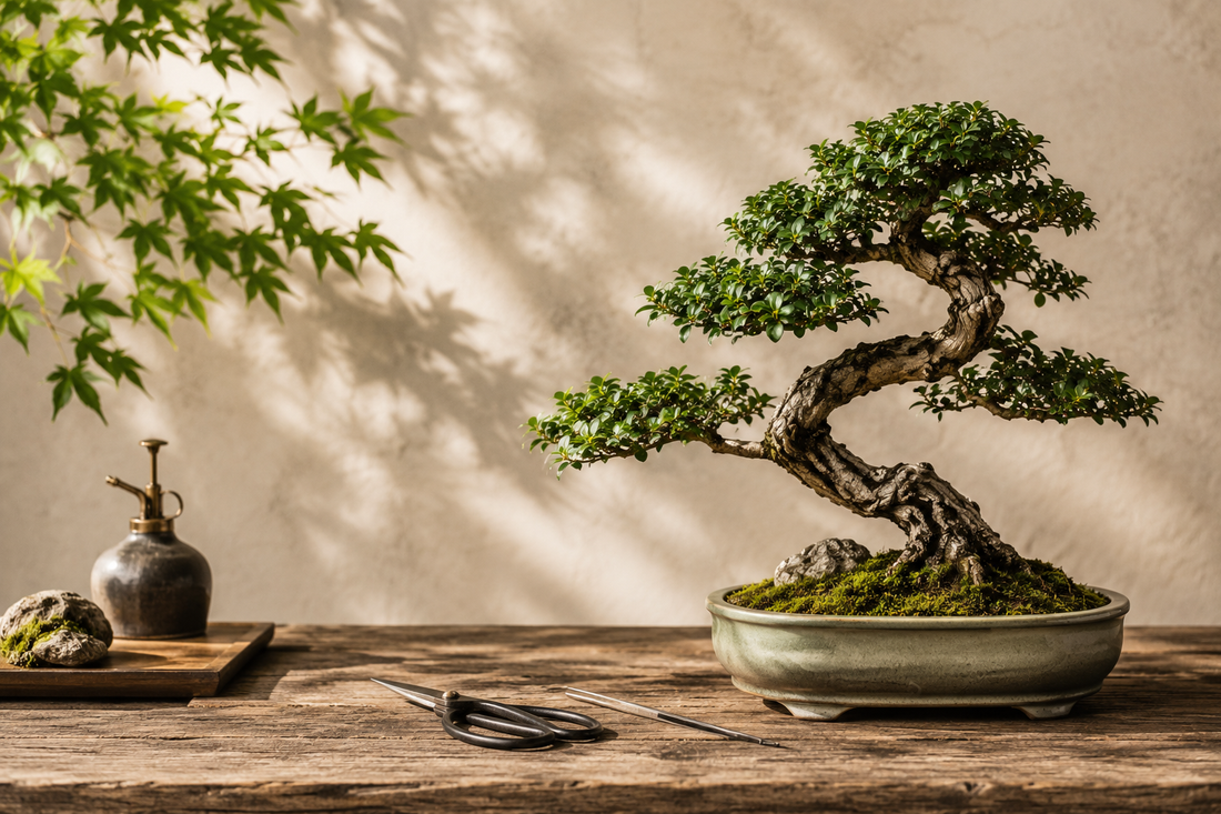 What Is Bonsai (盆栽)? Japan's Art of Growing Miniature Trees